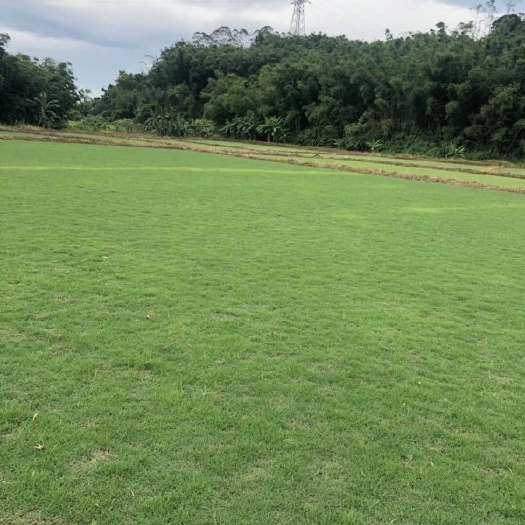 广州 湘军草场供应a 货大叶油草草兰引三号