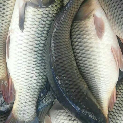思茅鲤鱼苗