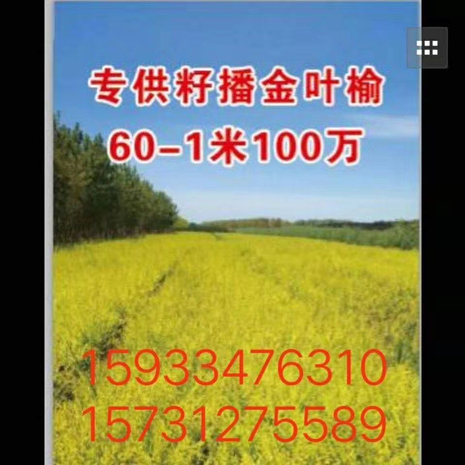 出售籽播金叶榆苗，100万棵，金叶榆苗基地