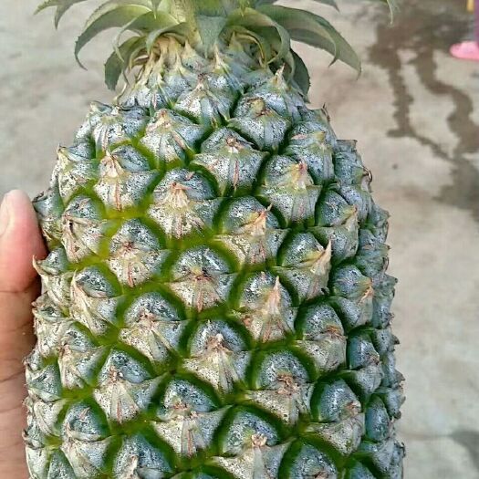 海口金钻十七号凤梨 海南凤梨甜蜜蜜台浓16号凤梨