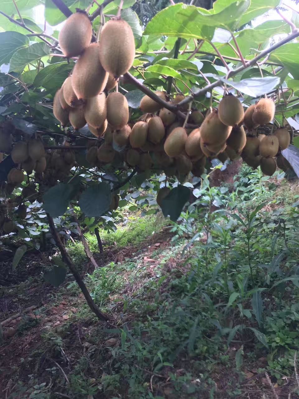 绿心猕猴桃 香甜可口米良一号