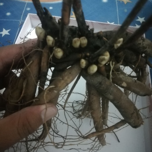 菏泽 品种芍药，色系齐全，颜色鲜艳，花色饱满。