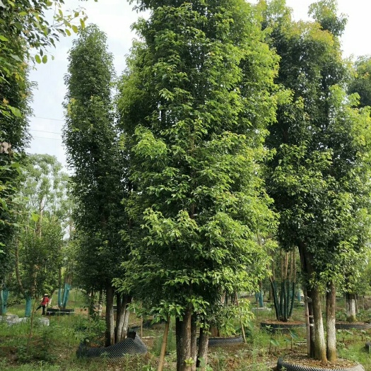 沅江市丛生香樟有现货