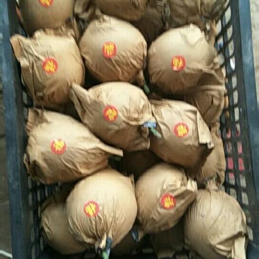 晋州市皇冠梨 55mm以上 200-250g