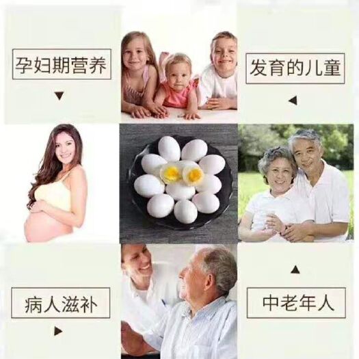石家庄白鸽蛋 自家鸽蛋，自产自销，确保新鲜，诚信可靠！