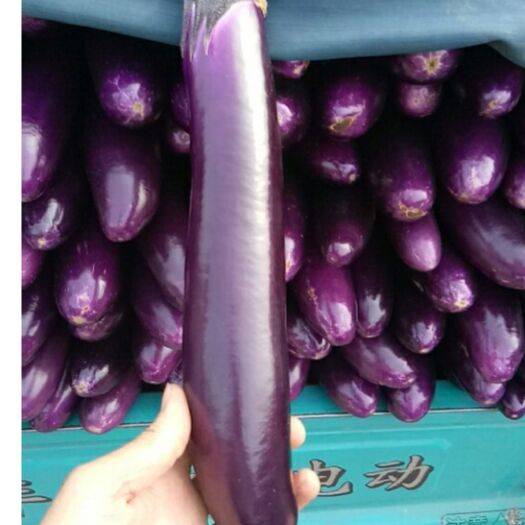 博爱县紫长茄 长紫茄