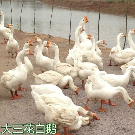 南宁 大三花白鹅苗
