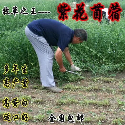 平邑县苜蓿草种子 牧草种子 紫花苜蓿种子 6－8斤/亩 高产牧草种子