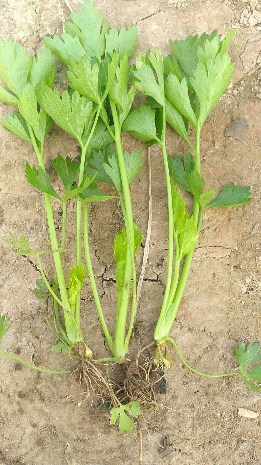  专业芹菜苗繁育基地法国皇后芹菜苗西芹苗，当天发货，****