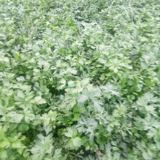 利津县 山芹