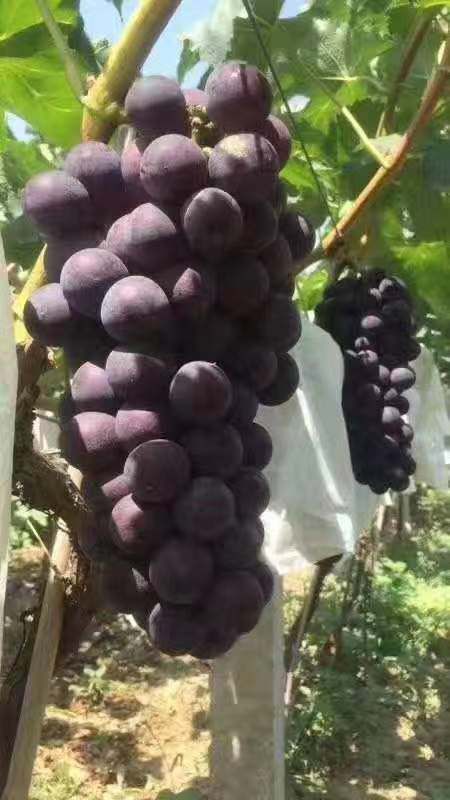  户太甜葡萄，颗粒大，口感好，颜色均泽