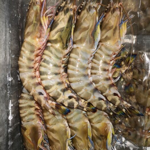 北海北海明虾 北海大虾