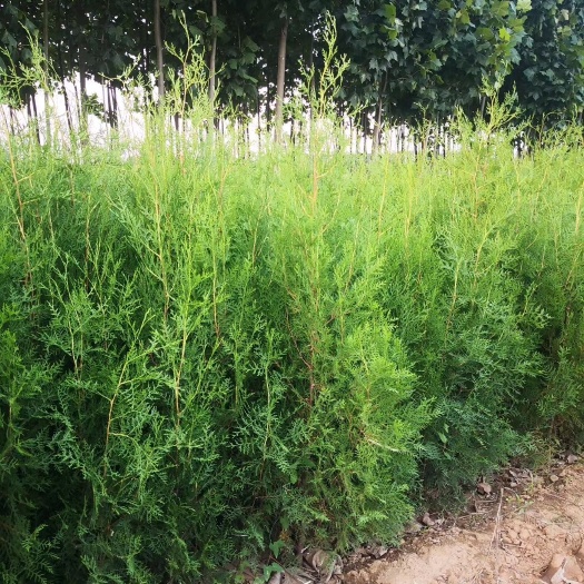 绛县侧柏苗 杯子侧柏，十八十八杯子，一米五以上