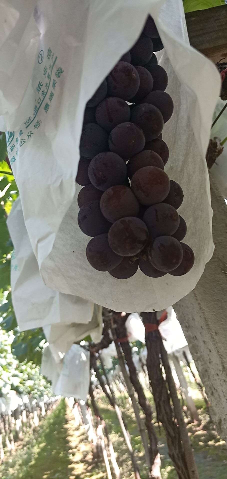  户太甜葡萄，颗粒大，口感好，颜色均泽
