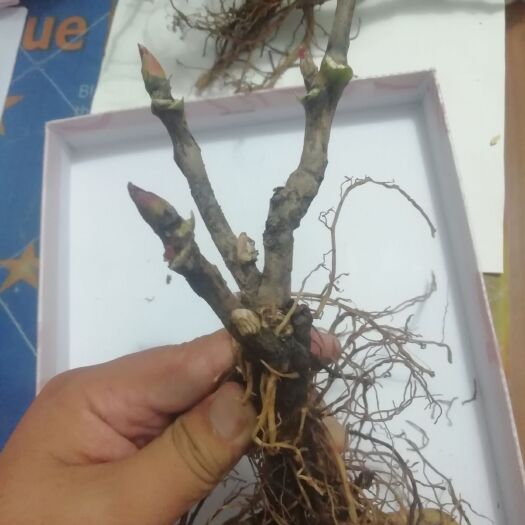 菏泽 品种牡丹，根粗苗壮，成活率高，花开千层鲜艳