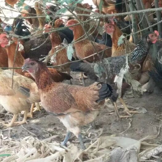 金秀县土鸡苗 散养土鸡