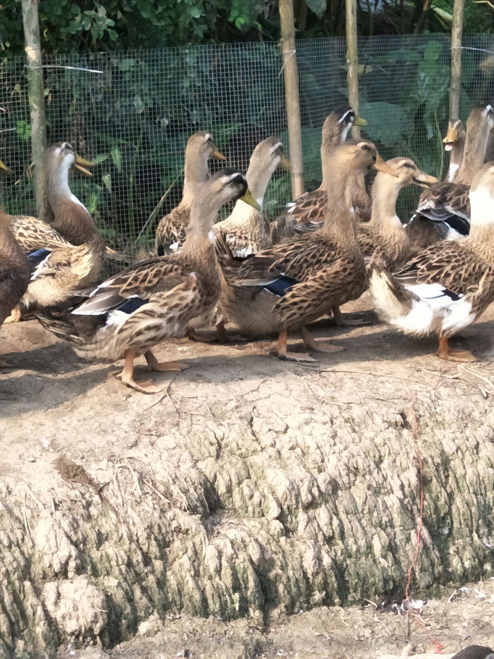  65天鱼塘散养麻鸭