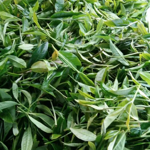勐腊县 普洱易武大龙山生态茶