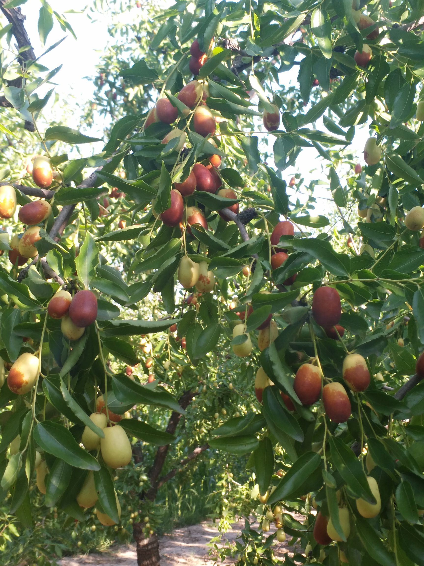 冬枣 要说脆枣哪里好，唯有沧州金丝小枣