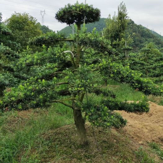 浏阳市 低价处理10到13造型罗汉松，树形优美，价格美丽！