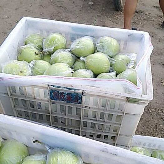 泊头市 泊头鸭梨历史悠久，品质上乘，口感细腻，欢迎前来洽谈