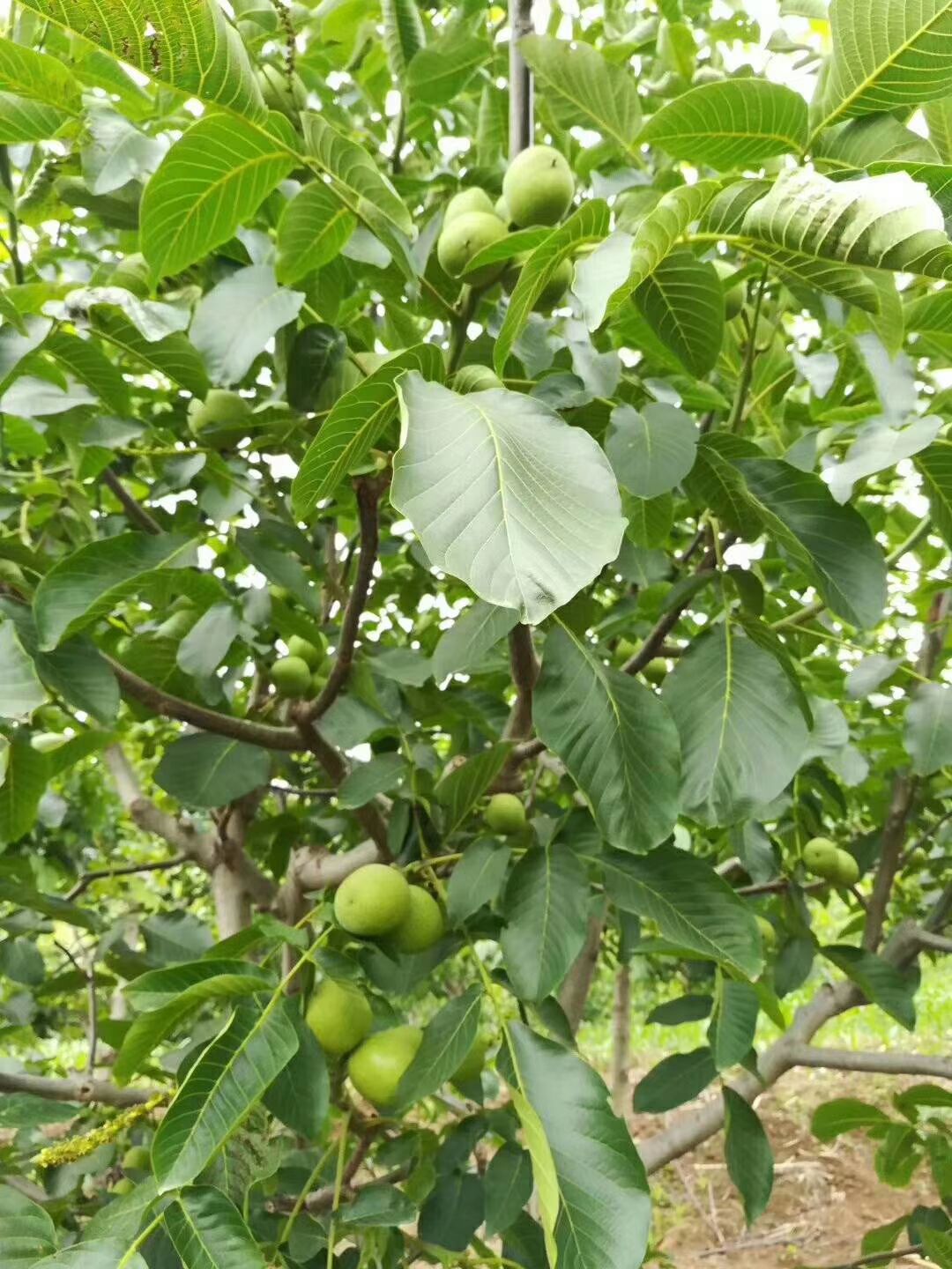 香玲核桃 精品香玲薄皮鲜货