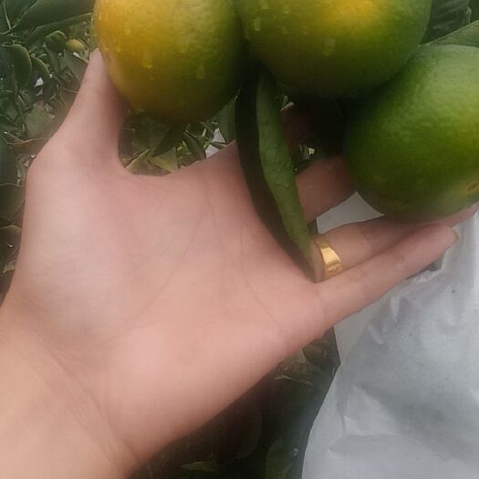 资阳特早蜜桔 统货 2 - 3两