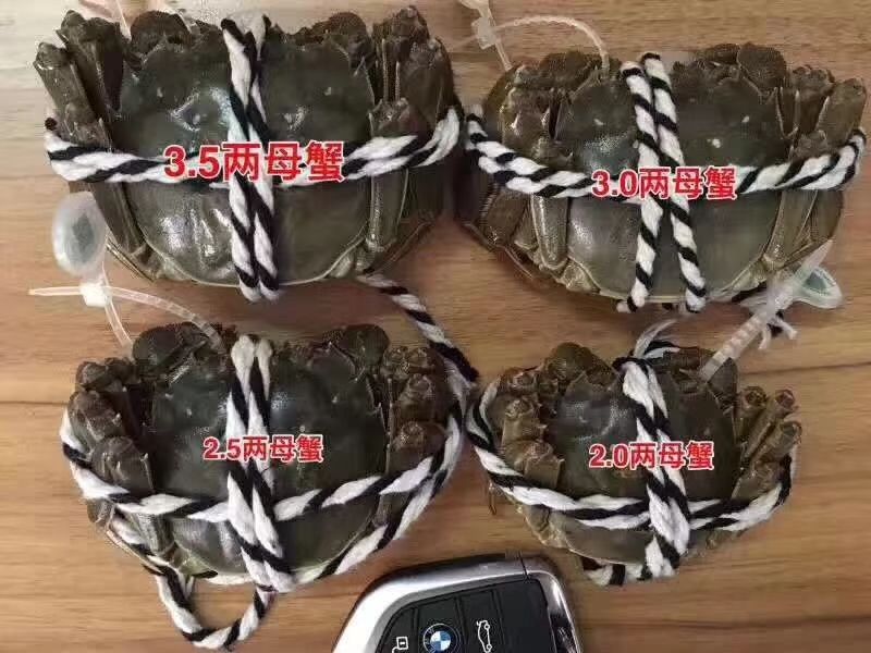  兴化大闸蟹供微商电商一件代发，蟹塘发货，品质保证、货源稳定