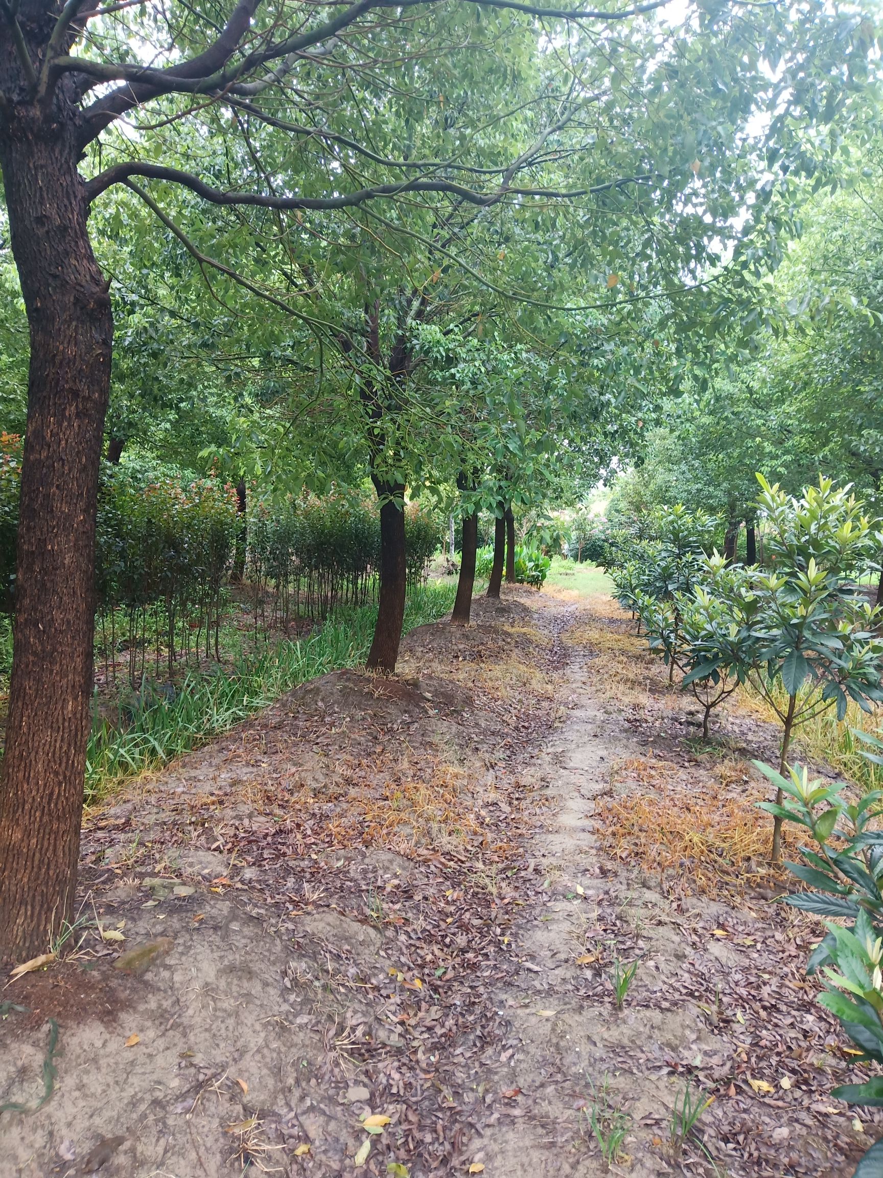 小叶樟  移栽15/80的有货
