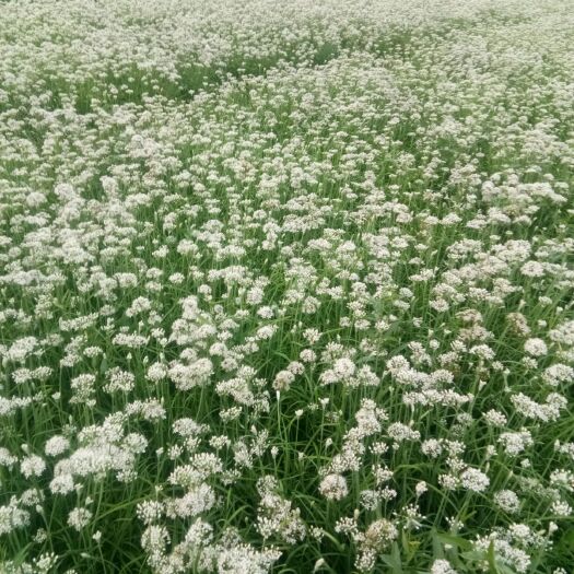 利津县 韭菜花韭菜花