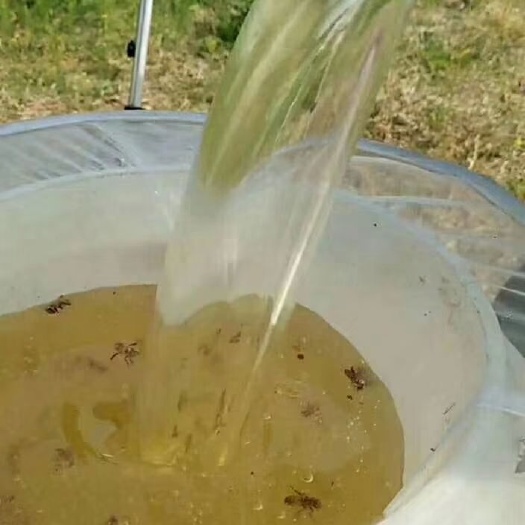 济宁 椴树蜜