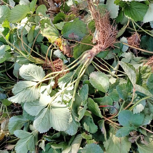 商丘 宁玉，天仙翠，丰香，大量草莓苗供应，