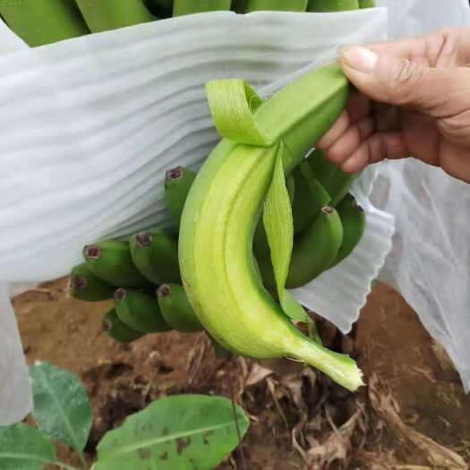 南宁香蕉