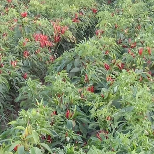 广平县北京红辣椒 种植户！没有中间商期望批发商来收购