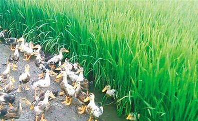 三台县长粒香大米 本产品自产自销，设备精选，无抛光打蜡。保证质量！