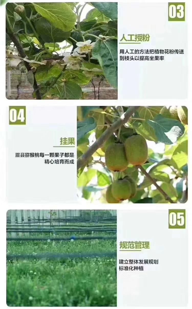  绿心猕猴桃眉县直供