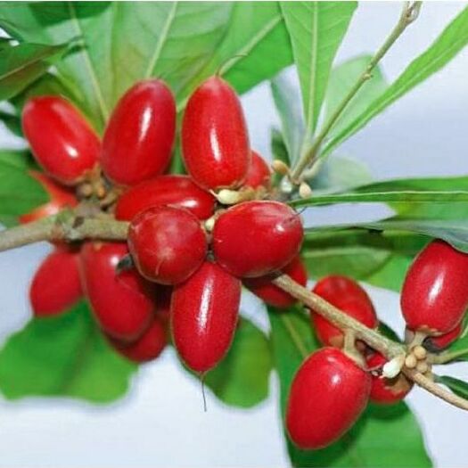 神秘果苗 改变味觉的果子甜蜜果南北方种植四季常青结果
