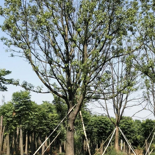 沅江市 全冠移植香樟树