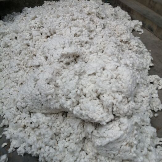 泰安 自家地里的棉花，可以要籽棉，也可以要弹好了的