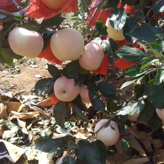 绥中县寒富苹果 寒富