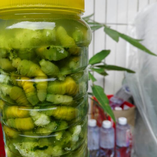 遂溪县豆虫 瓶装豆丹'加工，一手货源产地直供。