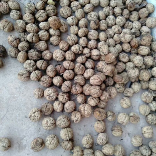 墨江县 优质核桃，天然后果实