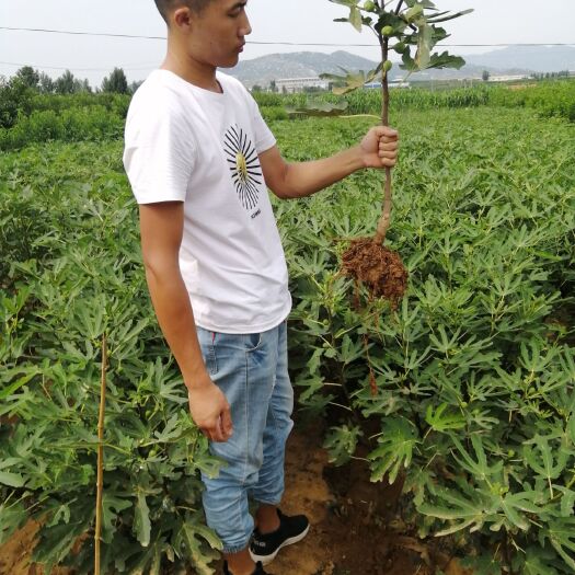 平邑县 无花果树苗   波姬红布兰瑞克    基地直销  品种纯正