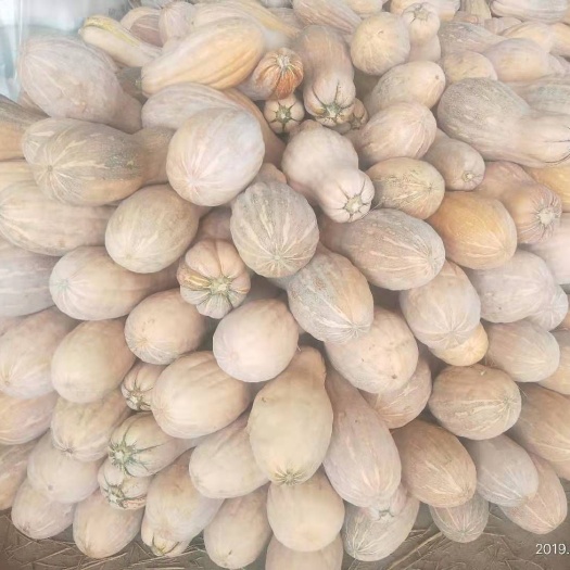 盐城蜜本南瓜 金韩蜜本，色红个头大