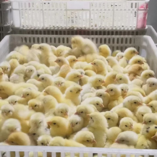 莘县 817肉杂鸡苗