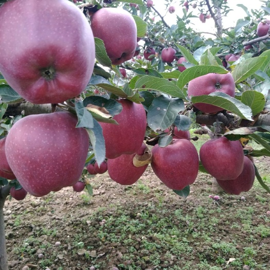 礼县大山深处的新花牛苹果