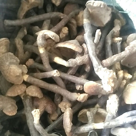 元谋县 云南深山采摘的灵芝