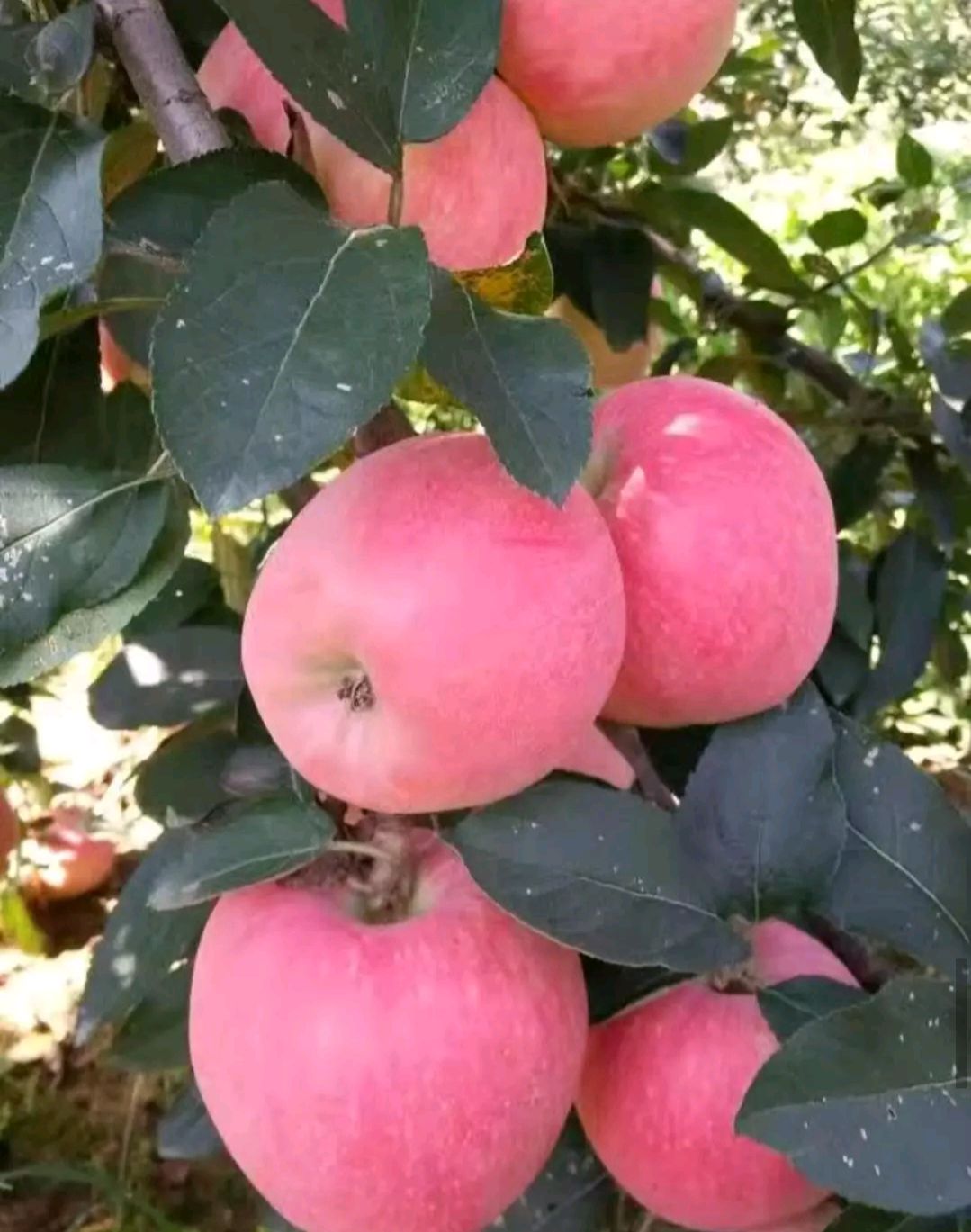  优质新红星苹果大量上市中秋节礼品苹果