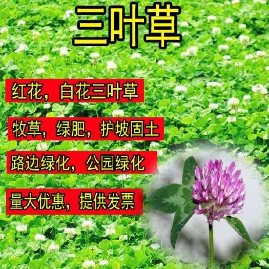 沭阳县三叶草种子 红白三叶草籽种子易活绿化四季青草坪多年生牧草