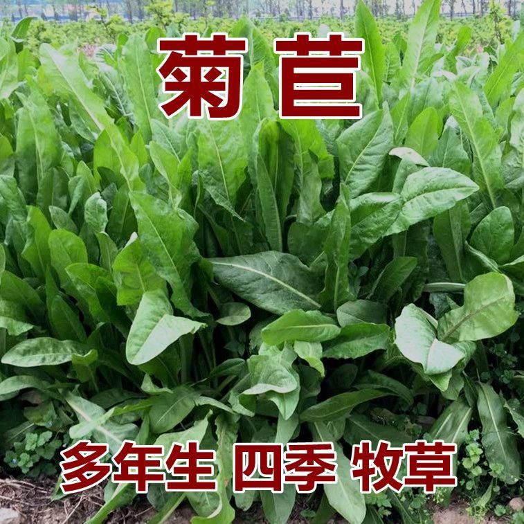 大叶菊苣种子猪牛羊鸡鸭鹅兔鱼多年生四季牧草种子将军种籽